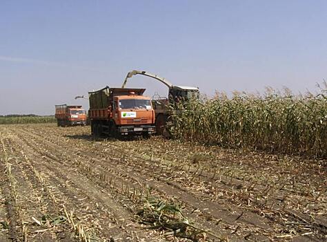 Смешанные посевы кукурузы и сорго-суданкового гибрида на силос дали отличный результат