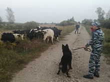 В Черняховском районе у фермера пропало стадо коров