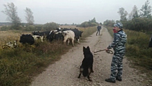 В Черняховском районе у фермера пропало стадо коров