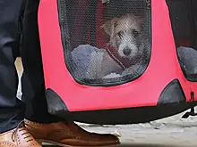 Собака Джонсона въехала в резиденцию на Даунинг-стрит