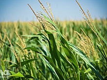 В Адыгейском госуниверситете приступили к созданию цифрового ассистента селекционера