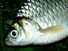 В реках ЯНАО прекратят промышленный вылов карася