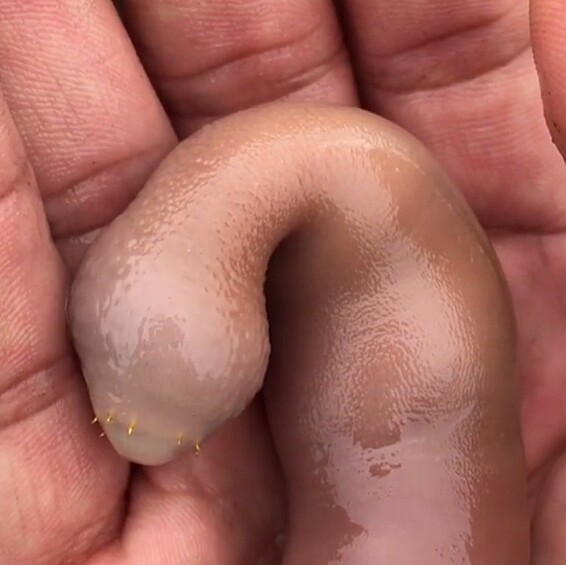 В Японии и Китае морских червей сначала термически обрабатывают, а потом едят 