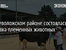 Во Всеволожском районе состоялась выставка племенных животных
