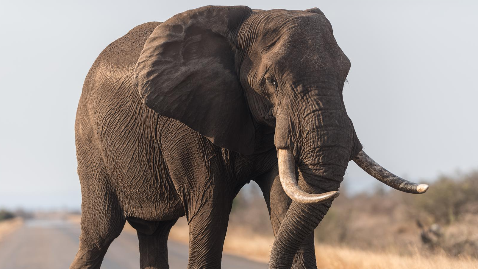 Слон сбежал из самарского цирка в 20-градусный мороз: видео