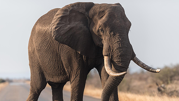 Слон сбежал из самарского цирка в 20-градусный мороз: видео