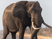 Слон сбежал из самарского цирка в 20-градусный мороз: видео