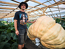 В Подмосковье вырастили гигантские тыквы с рекордным весом под тонну