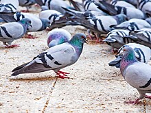 Голуби стали причиной столпотворения 200 автомобилей на подземной парковке в Германии