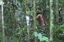 Выживающий в джунглях одинокий туземец впервые попал на видео