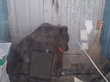 Устроившего догонялки с жителями Нижневартовска медведя вернули обратно в вольер