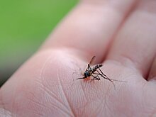 Биолог Марьинский предупредил россиян о первой волне комаров