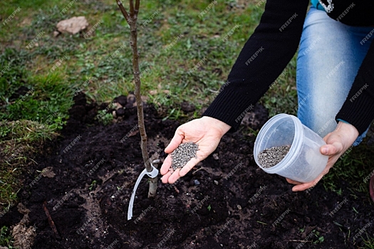 Специалист Татьяна Орлова посоветовала, как вносить удобрения под деревья