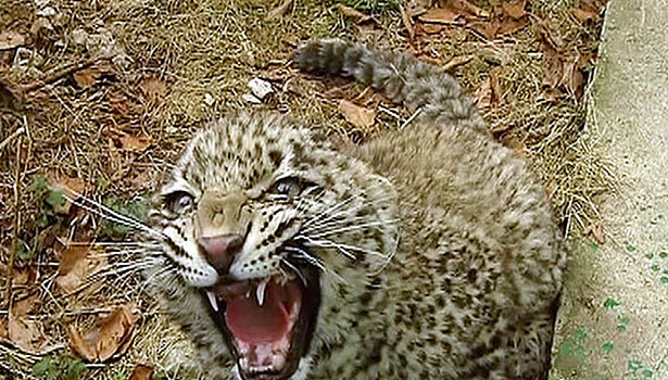 В национальном парке в Приморье появился котенок леопарда