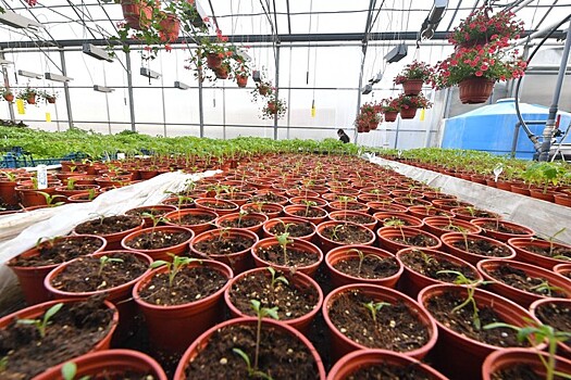 Эксперт союза садоводов назвала главное правило спасения урожая в заморозки