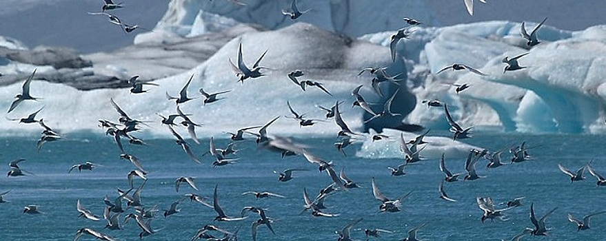 Ученые из РФ подтвердили эффективность очищения озер Арктики птичьим пометом