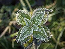 Жителей Подмосковья предупредили о заморозках до минус пяти градусов