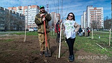 В Вологде высадили 100 саженцев берёзы