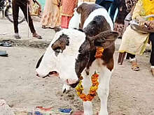 Daily Mail: в индийской деревне родился двухголовый теленок