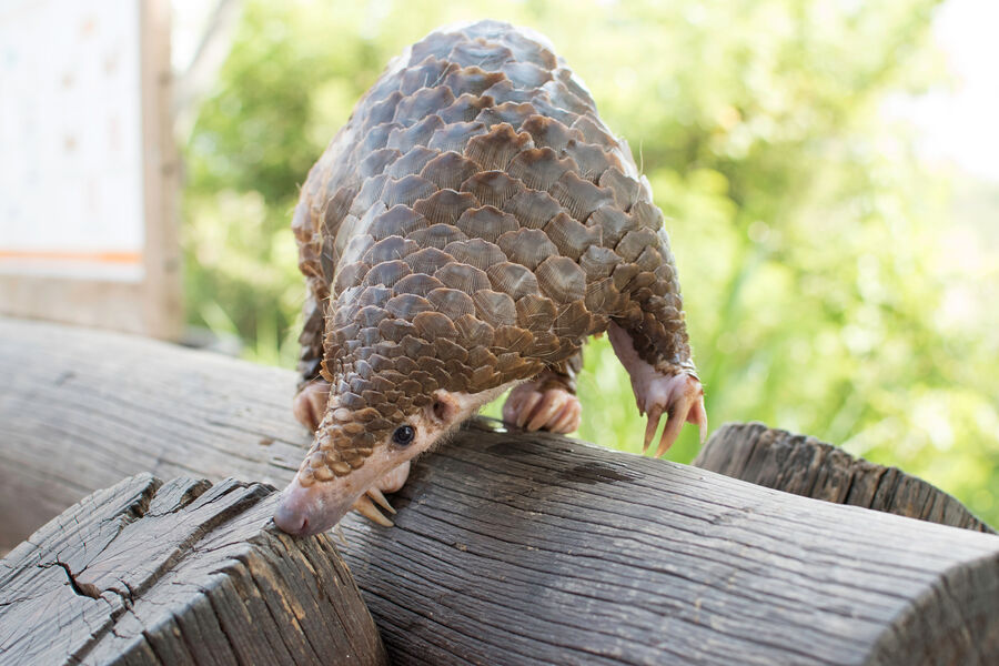 В Сенегале нашли гигантского панголина, считавшегося вымершим более полувека назад