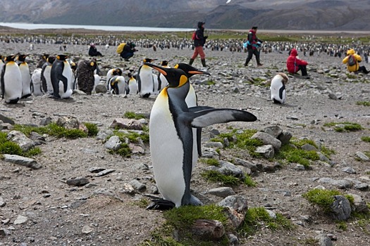 Лондонские зоологи напомнили, что некоторые пингвины – геи