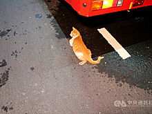 Любитель животных спас бездомную кошку и погиб