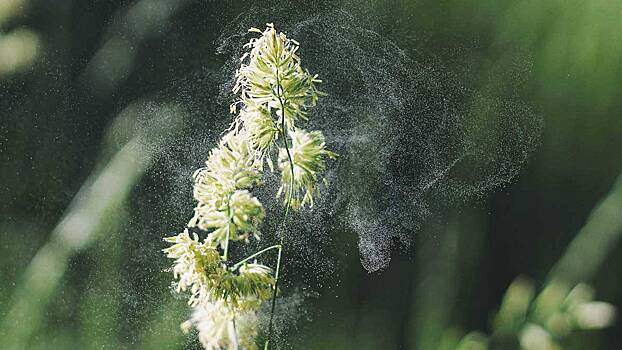 Названы самые распространенные симптомы аллергии на пыльцу