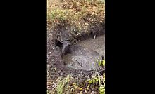 Нижегородец спас провалившегося в яму с грязью лося в Свердловской области