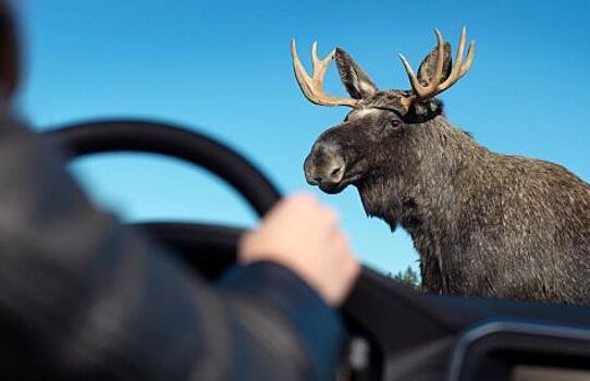 Как избежать наезда на лося?