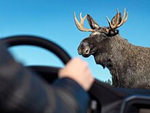 Как избежать наезда на лося?