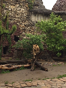 Лев из Московского зоопарка стал символом «Каннских Львов»
