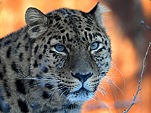 В горах Сочи отметят День леопарда