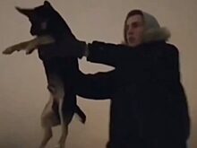 Жителей Краснотурьинска возмутило видео с собакой, которую бросили в снег