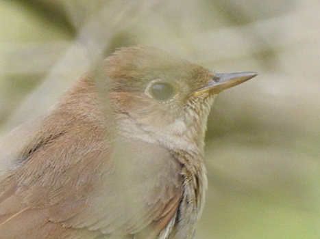 В Курске заметили первого в 2024 году соловья