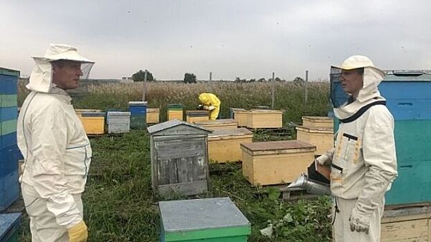 Правильные пчеловоды легализуют пасеки