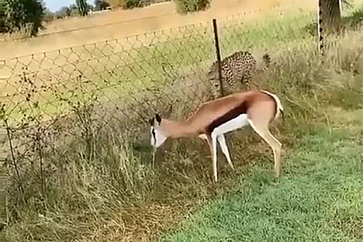 Трехногий олень проигнорировал подобравшегося к нему гепарда
