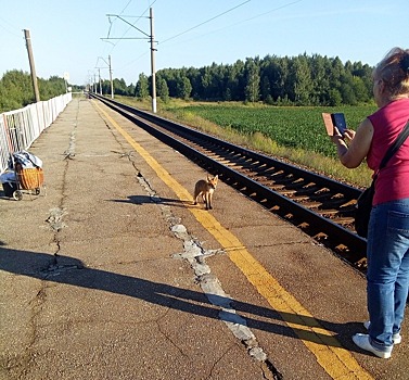 Лисенок появился на железнодорожной станции Балахнинского района (ФОТО)