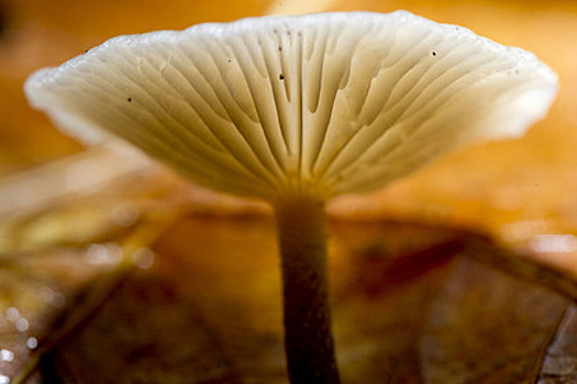 Латвиец испугался растущих сквозь пол гигантских грибов