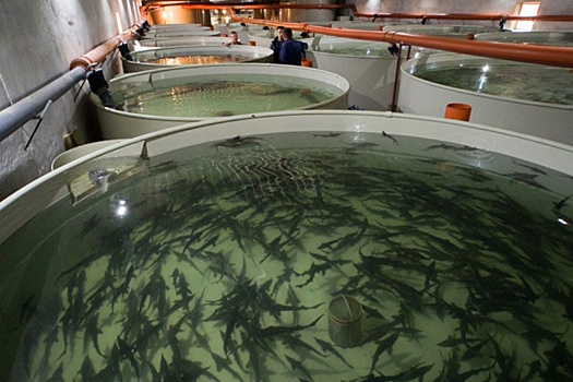 Под Саратовом в августе открылась рыбная ферма по выращиванию сомов и форели