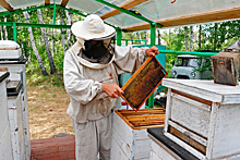 В Подмосковье нашли лучшего пчеловода