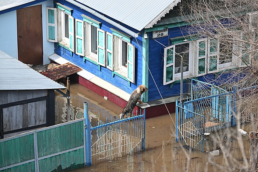 Собака у затопленного жилого дома в микрорайоне Ситцовка в Оренбурге, 10 апреля 2024 года