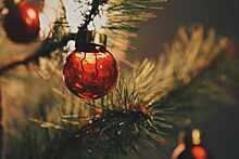 В Киеве собрались установить новогоднюю елку