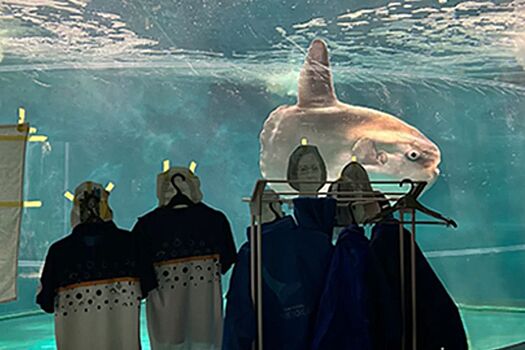 В Японии одинокая рыба-луна устроила голодовку. Вот как удалось её спасти