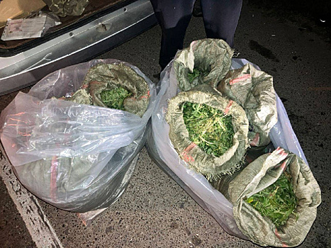 «Для личного употребления»: трое друзей в Благовещенске насобирали и засушили 119 кг конопли