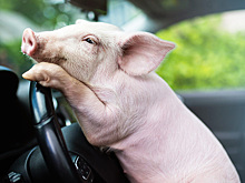 Маленькие свиньи в машине: новые правила перевозки домашних любимцев