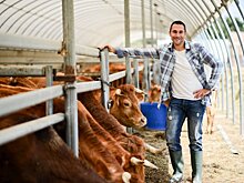 Эксперты увидели предпосылки к снижению цен на молоко, мясо и овощи