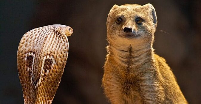 Мангуст против кобры: как думаете, кто победит?