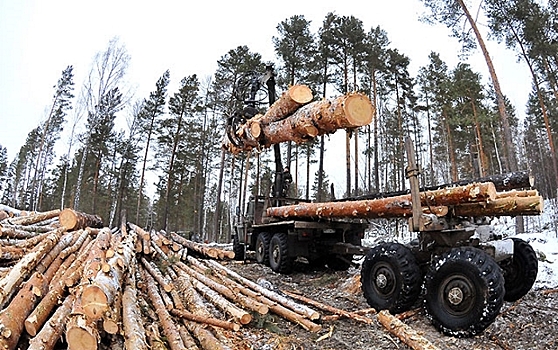 Названы масштабы контрабанды леса из России