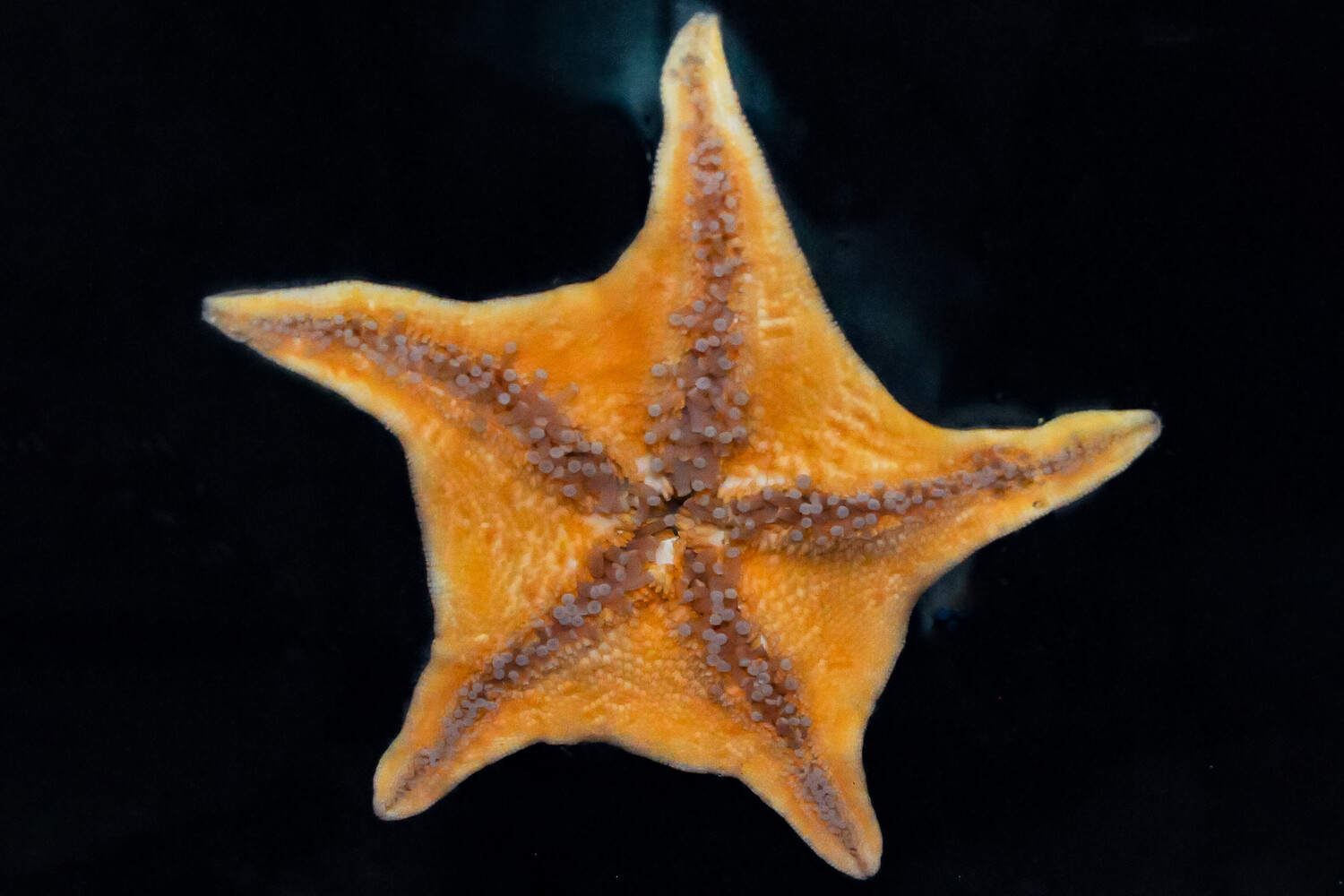 Исследование морских звезд позволило понять, как у животных образуются  сосуды и сердце - Рамблер/новости