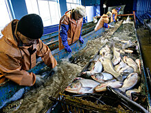 Рыбзавод-банкрот в Новочеркасске выставлен на продажу за 260 млн рублей